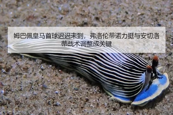 mu-ba-pei-huang-ma-shou-qiu-chi-chi-wei-dao-fu-luo-lun-di-nuo-li-ting-yu-an-qie-luo-di-zhan-shu-tiao-zheng-cheng-guan-3-328.jpg